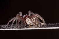 (Araneae - Gnaphosidae - Scotophaeus sp.)